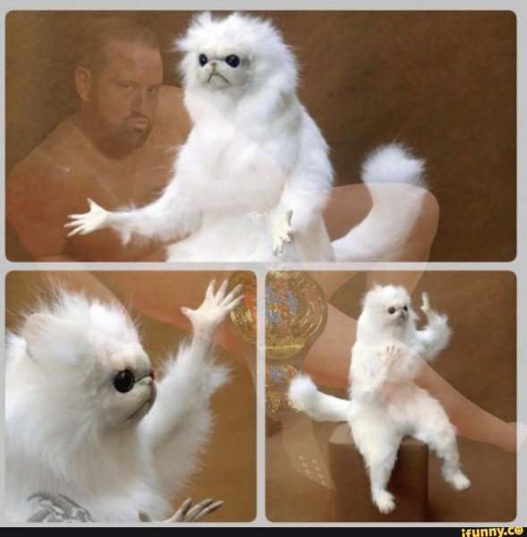 Мем чучело кота