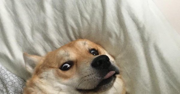 Бобик собака