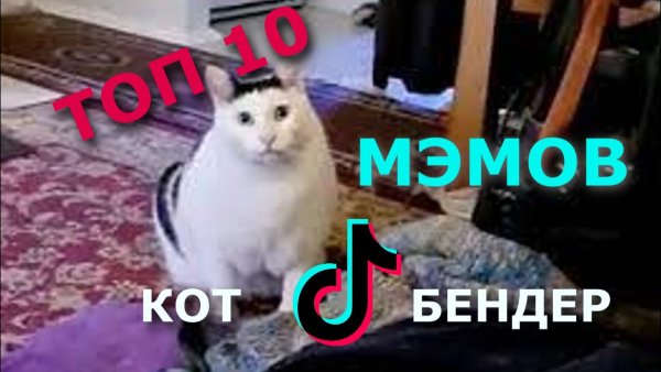 Кот Бендер тик ток