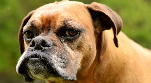 Сердитый щенок