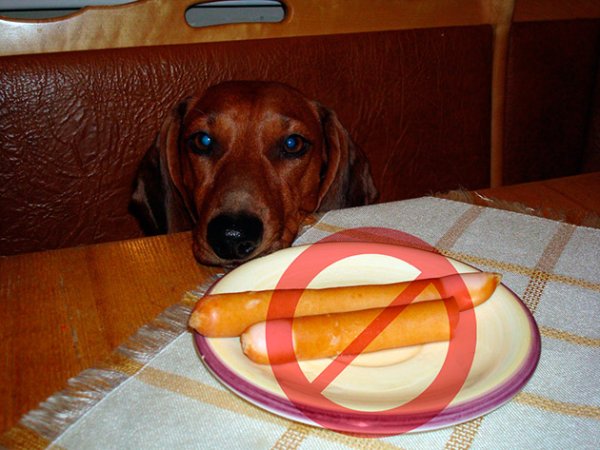 Щенки сосиски