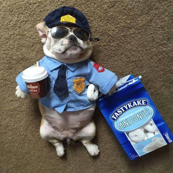 Собака в форме мента