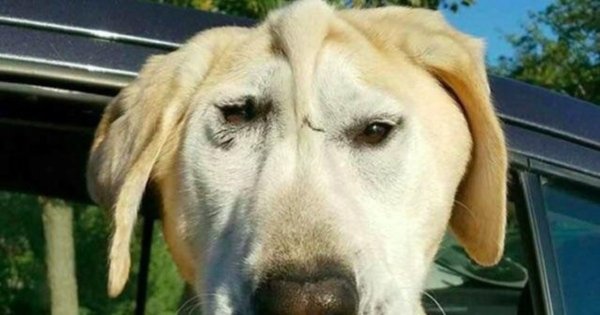 Собака большой нос