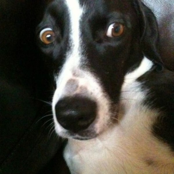 Испуганные глаза собаки