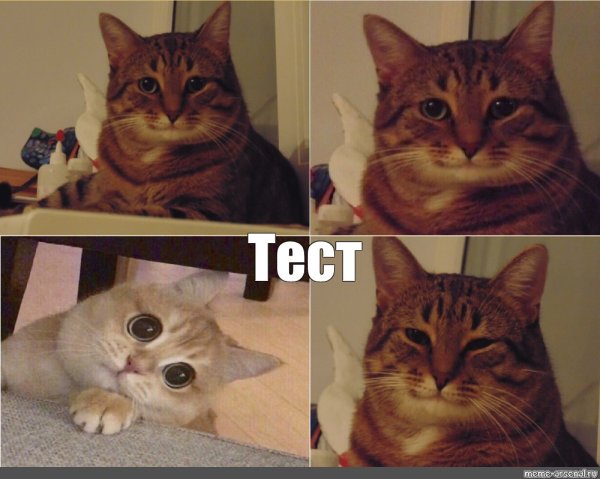 Кот Мем