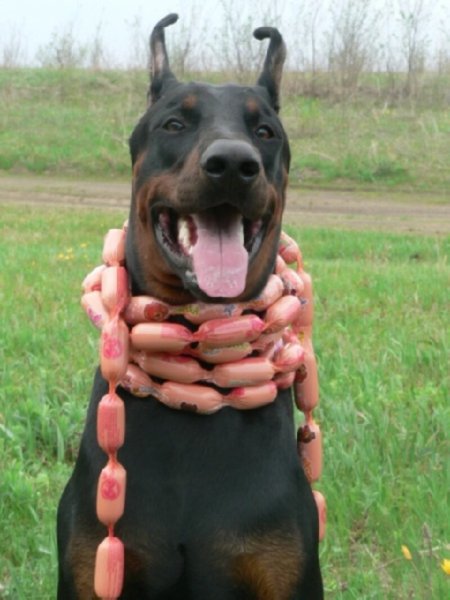 Доберман смешной