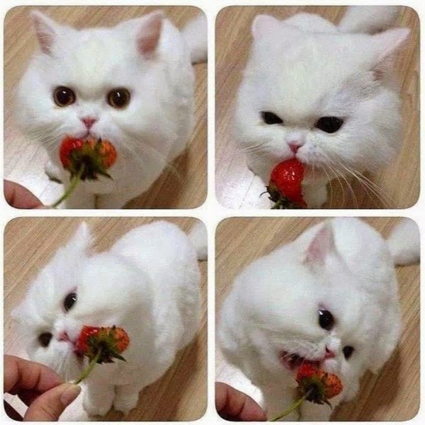 Милые котики