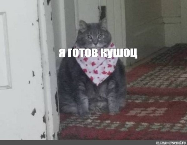 Толстый кот с фартуком