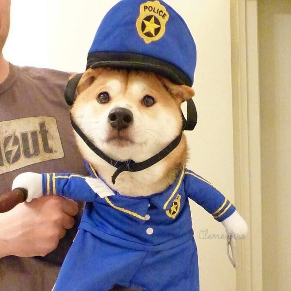 Собака в полицейской одежде