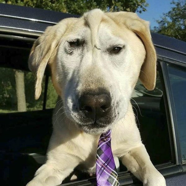 Собака лабрадор