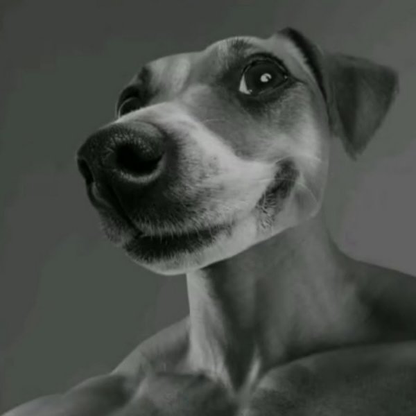 Собака с кегой на аву