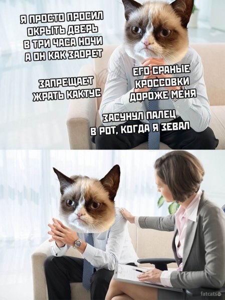 Кот психолог