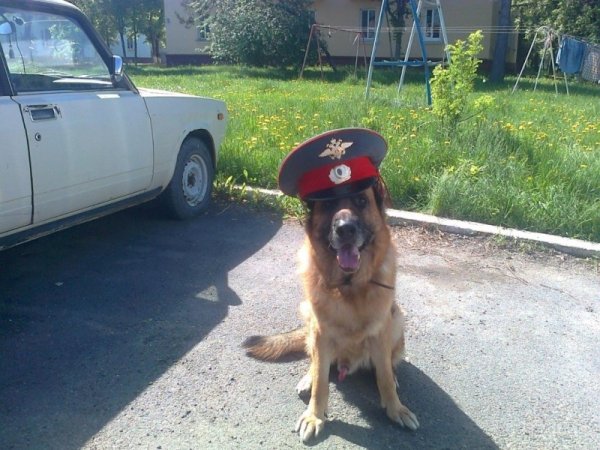 Собака в полицейской форме