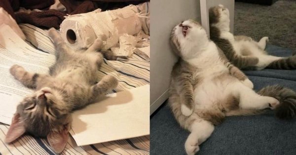 Смешные позы котов