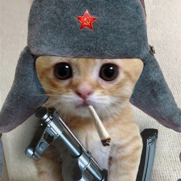 Котик в военной шапке