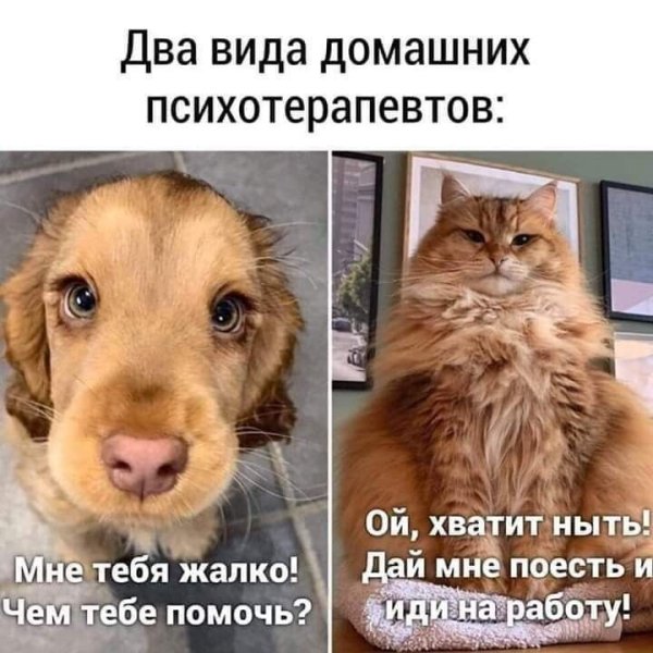 Домашние психотерапевты кот и собака