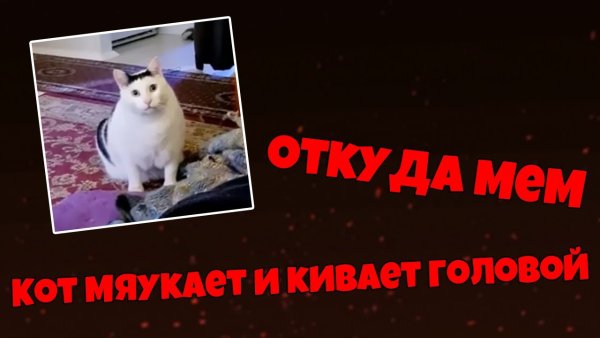 Мем кот мяукает и кивает