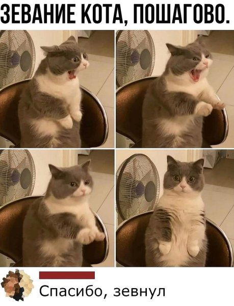 Кот Мем