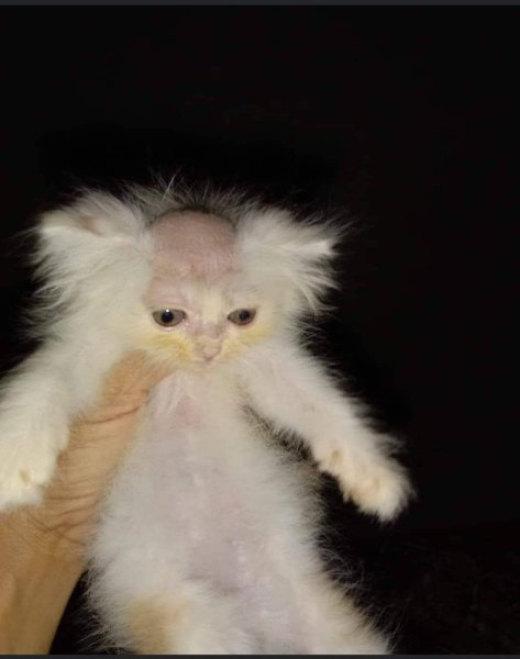 Белый котёнок с лысой головой
