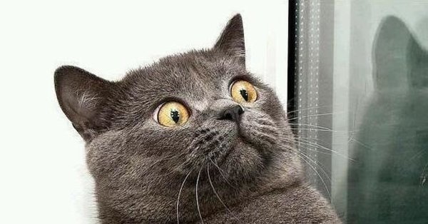 Обалдевший кот