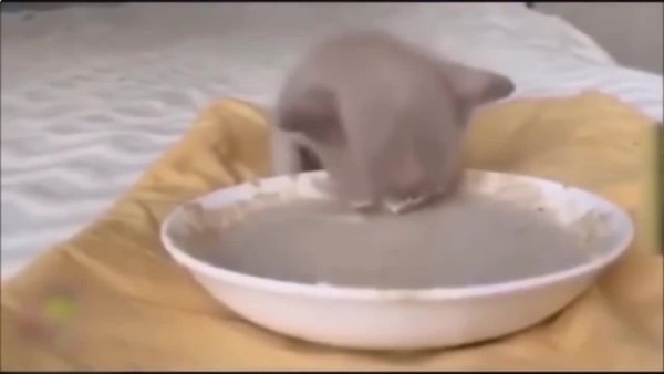 Кот в молоке