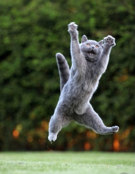 Кот радость