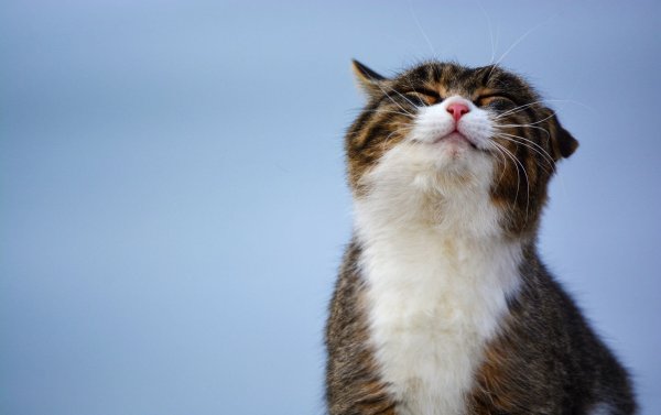 Довольный кот