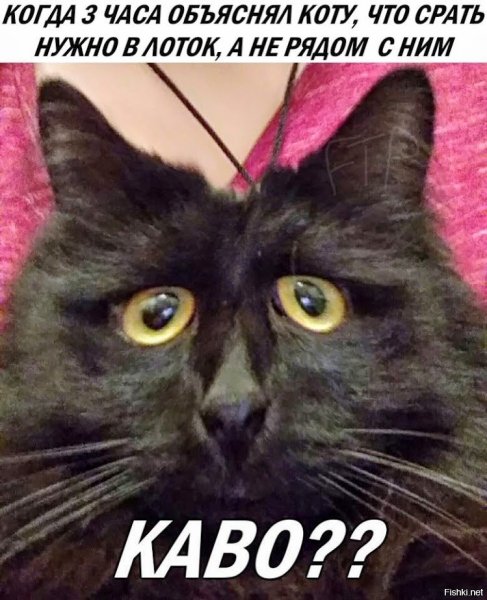 Кот объясняет