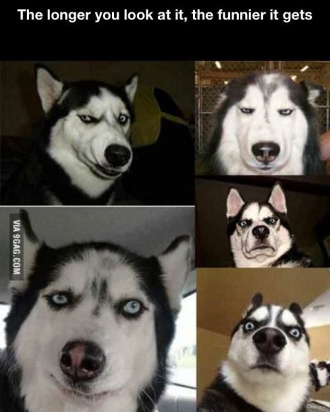 Мемы с собаками