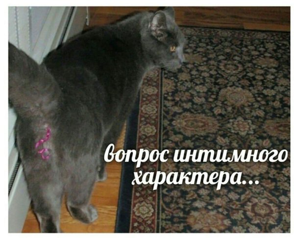 Вопрос интимного характера Мем