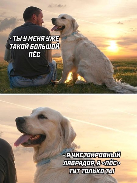 Лабрадор приколы