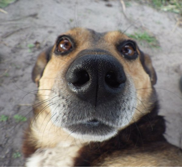 Собака с усами