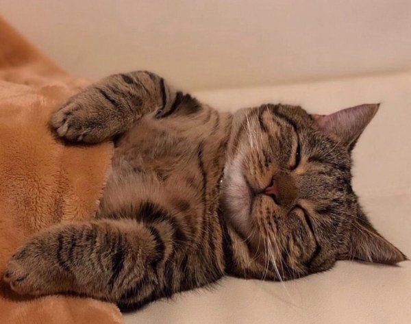 Котенок спит