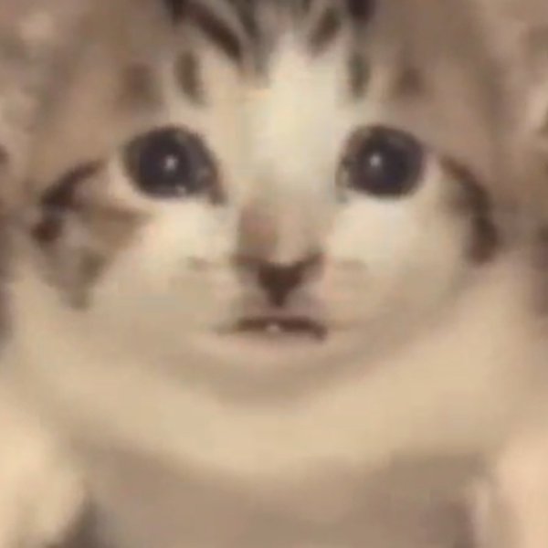 Кота взорвали Мем