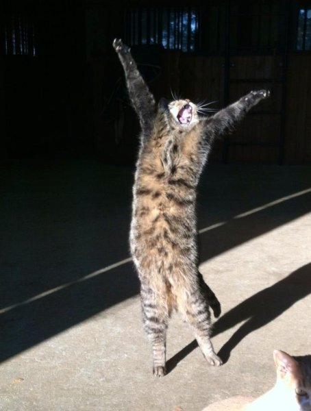 Пятница котики