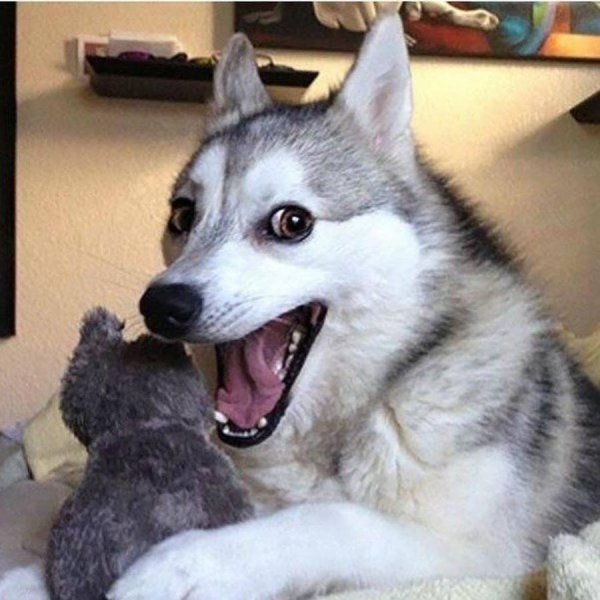 Хаски смешные