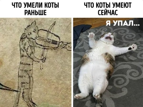 Кот падает