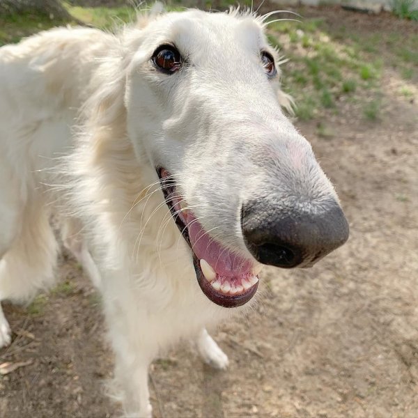 Русская псовая борзая с длинной мордой