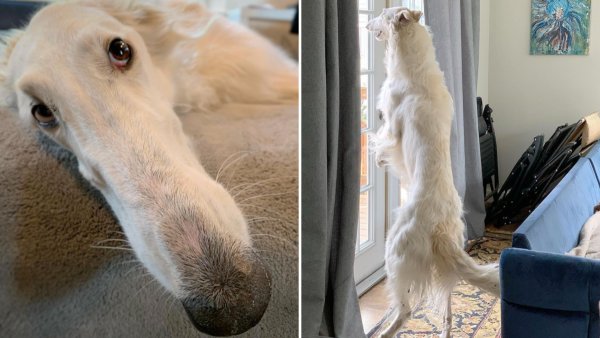 Псовая борзая по кличке Эрис