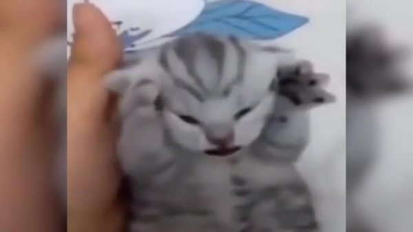 Котенок схватился за голову