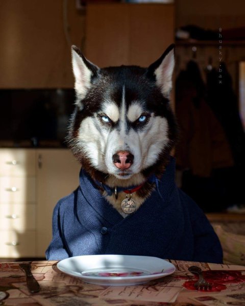 Сибирская хаски оскал