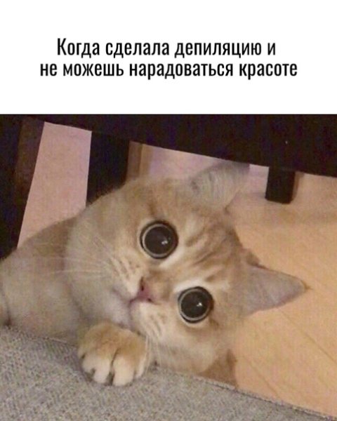 Котик спрашивает