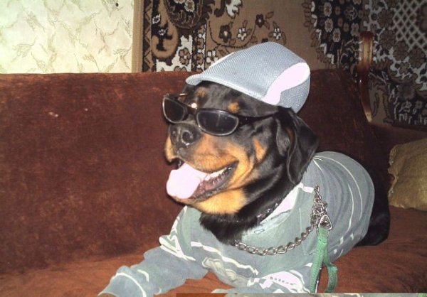 Псина Бобик