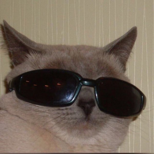 Котик в очках
