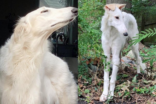 Русская псовая борзая Эрис