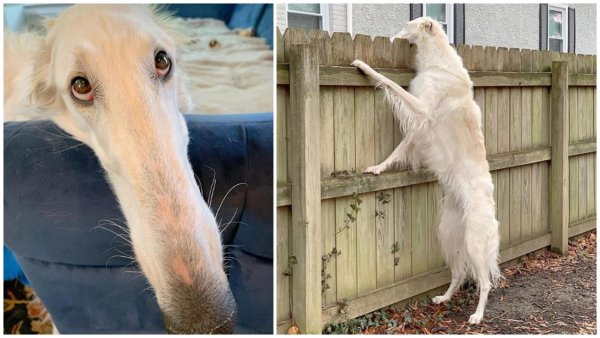 Афганская псовая борзая