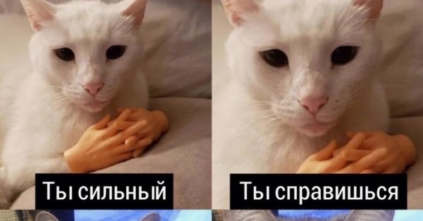 Кот поддержка Мем
