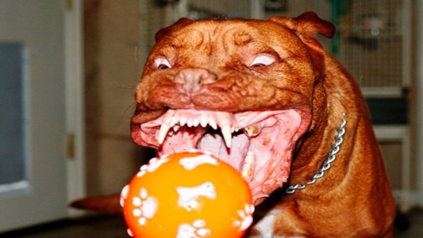 Смешные рожи собак