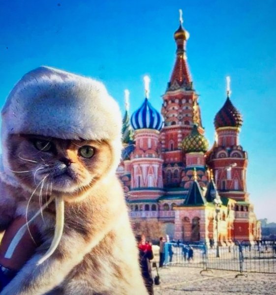 Кошка в шапке ушанке