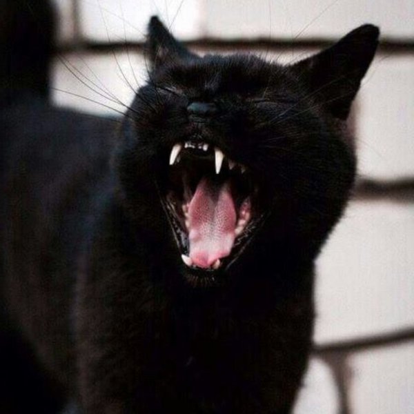 Черная кошка